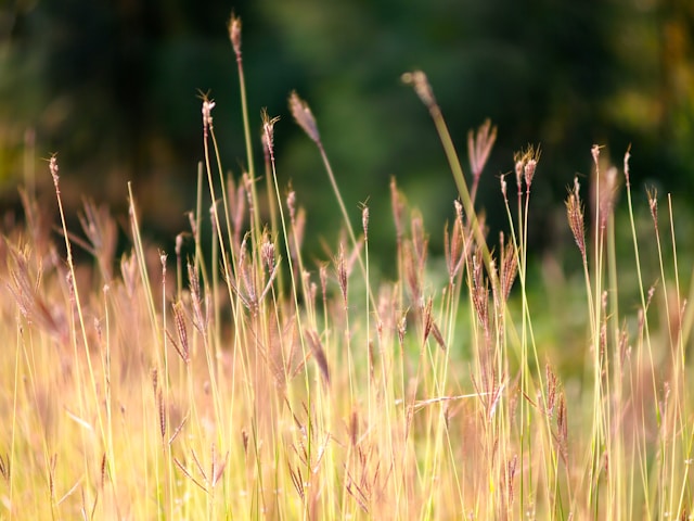 Contentment in Christ